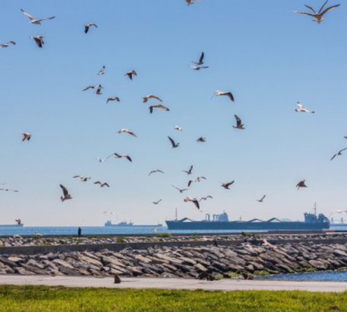 Clear Flight Solutions - Robird