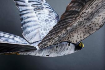 Clear Flight Solutions’ Robird